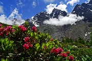 Al Rif. Ponti (2559 m), il rifugio del Disgrazia, dalla Valle di Preda Rossa il 23 giugno 2015 - FOTOGALLERY